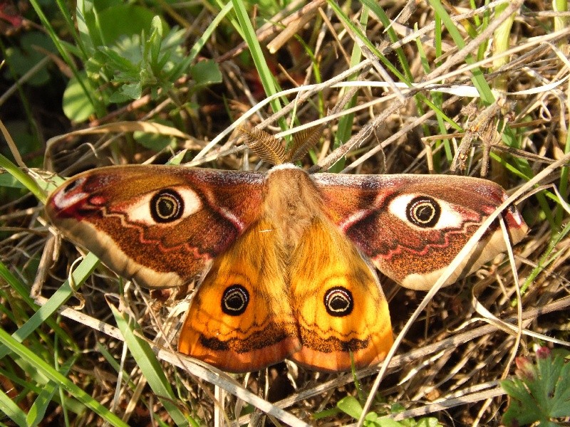 Saturna pavoniella